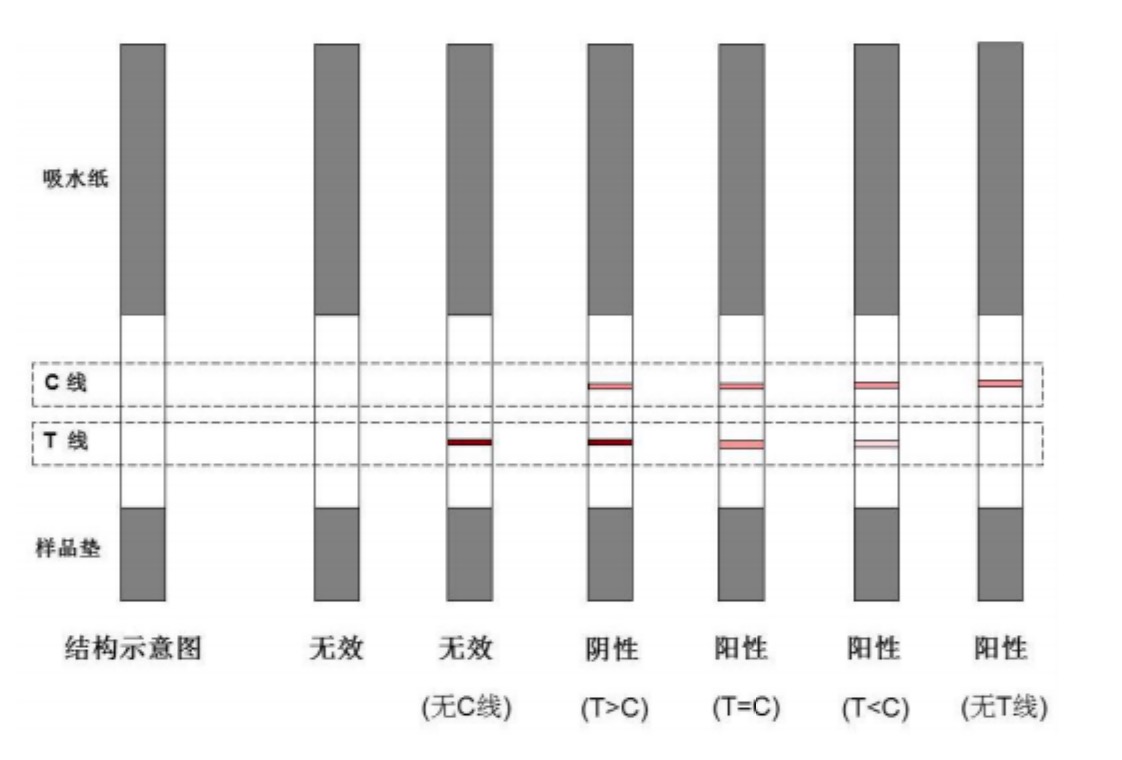 1649224466827040.jpg 黃曲霉素M1檢測(cè)試紙條.jpg